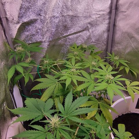 Gorila glue  growlog timeline photo