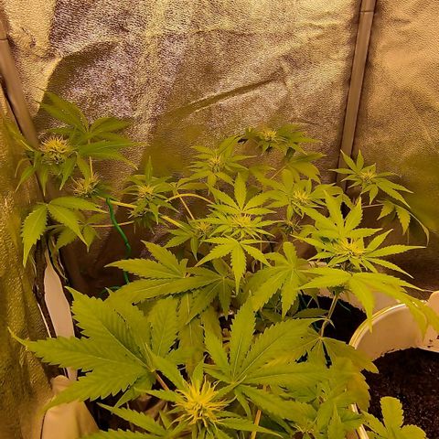 Gorila glue  growlog timeline photo