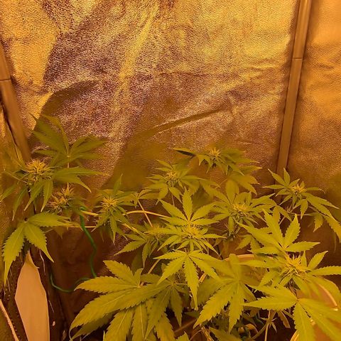 Gorila glue  growlog timeline photo