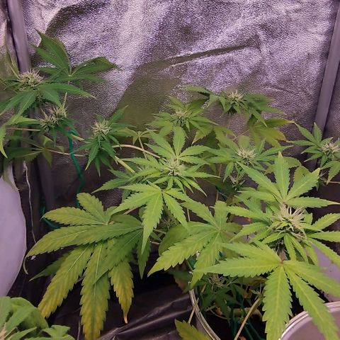 Gorila glue  growlog timeline photo