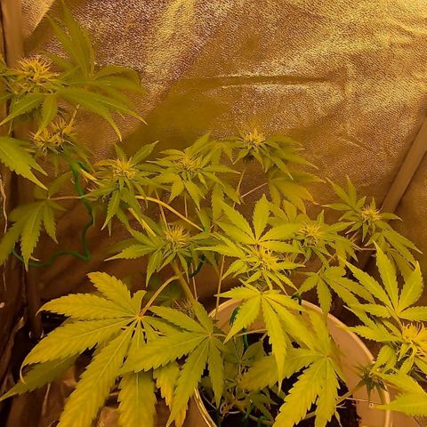 Gorila glue  growlog timeline photo
