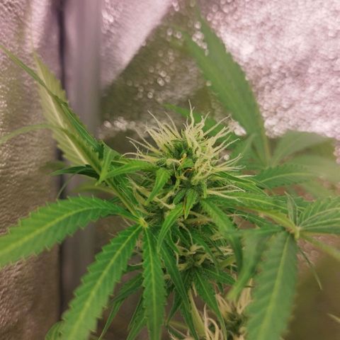 Gorila glue  growlog timeline photo