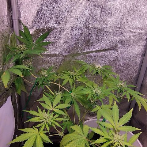 Gorila glue  growlog timeline photo