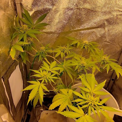 Gorila glue  growlog timeline photo