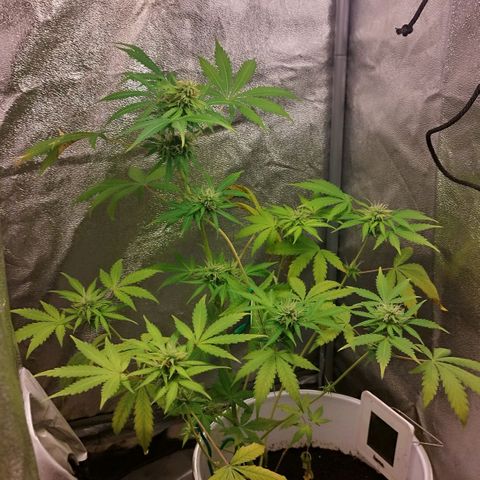 Gorila glue  growlog timeline photo