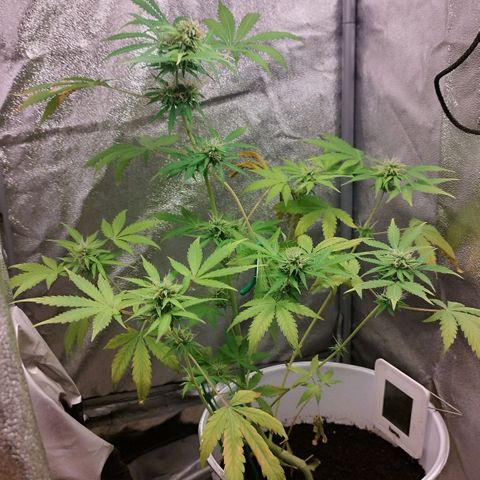 Gorila glue  growlog timeline photo
