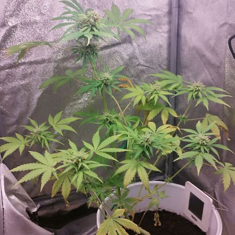Gorila glue  growlog timeline photo
