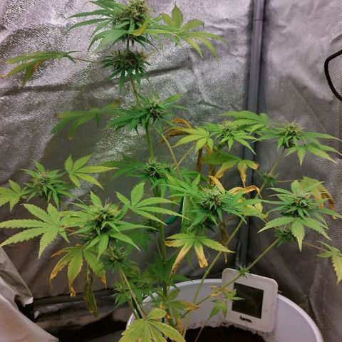 Gorila glue  growlog timeline photo