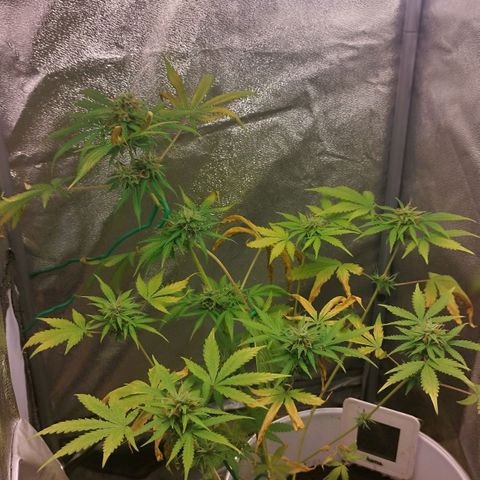 Gorila glue  growlog timeline photo