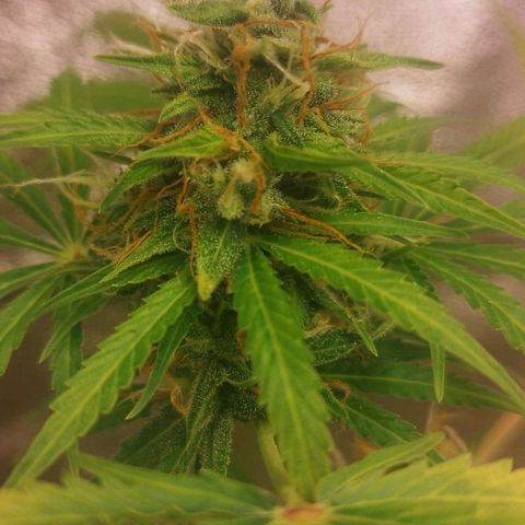 Gorila glue  growlog timeline photo