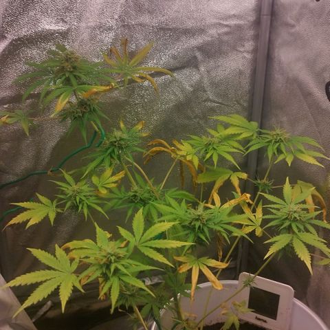 Gorila glue  growlog timeline photo