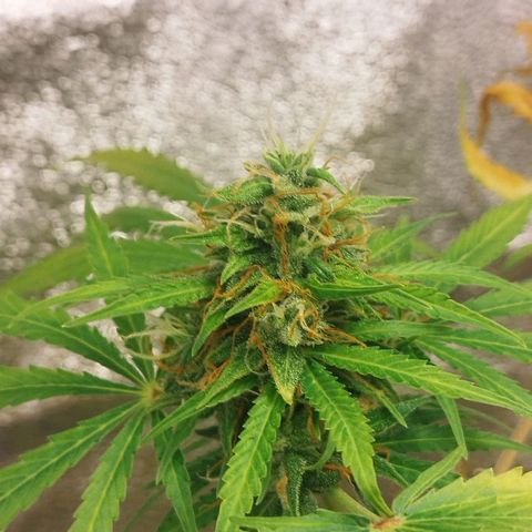 Gorila glue  growlog timeline photo
