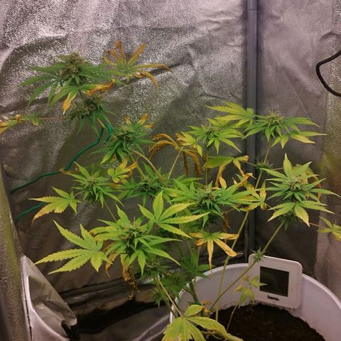 Gorila glue  growlog timeline photo