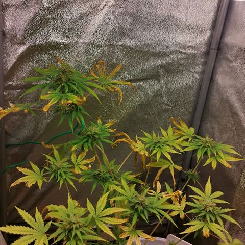 Gorila glue  growlog timeline photo