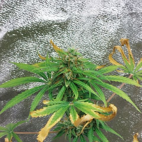 Gorila glue  growlog timeline photo