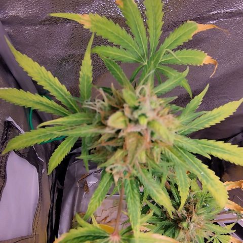 Gorila glue  growlog timeline photo