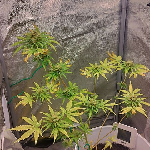 Gorila glue  growlog timeline photo
