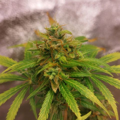 Gorila glue  growlog timeline photo