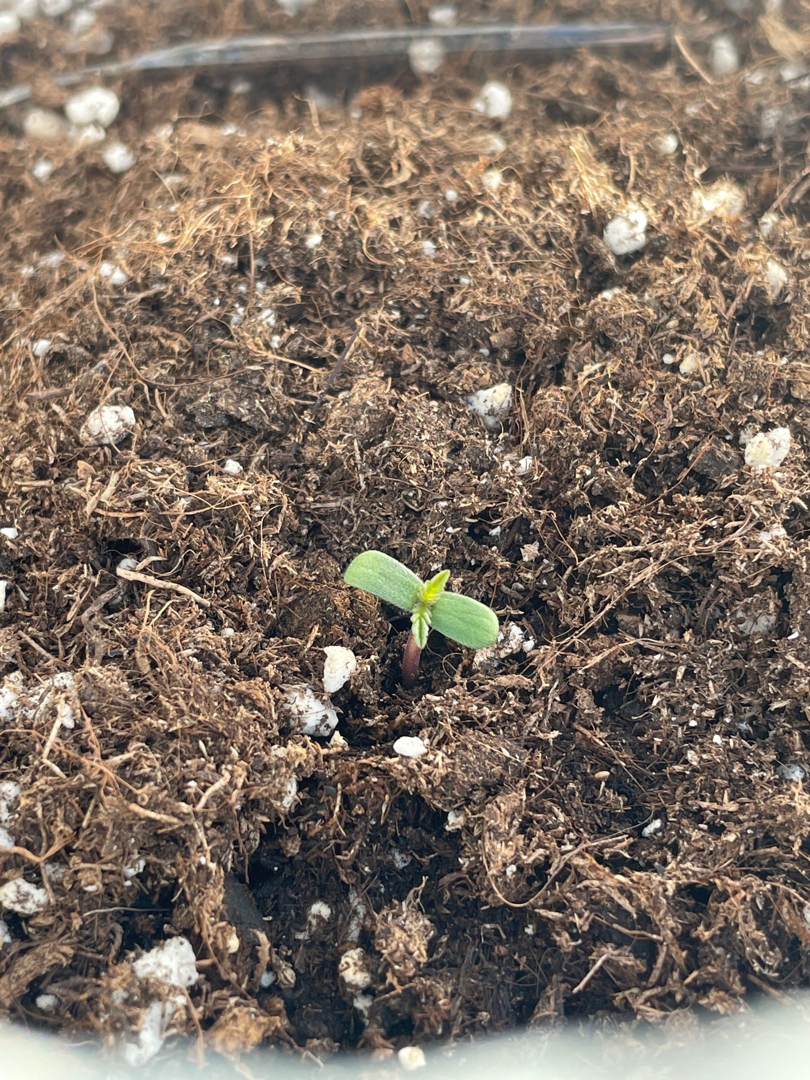 Lemon Haze Auto growlog photo 2