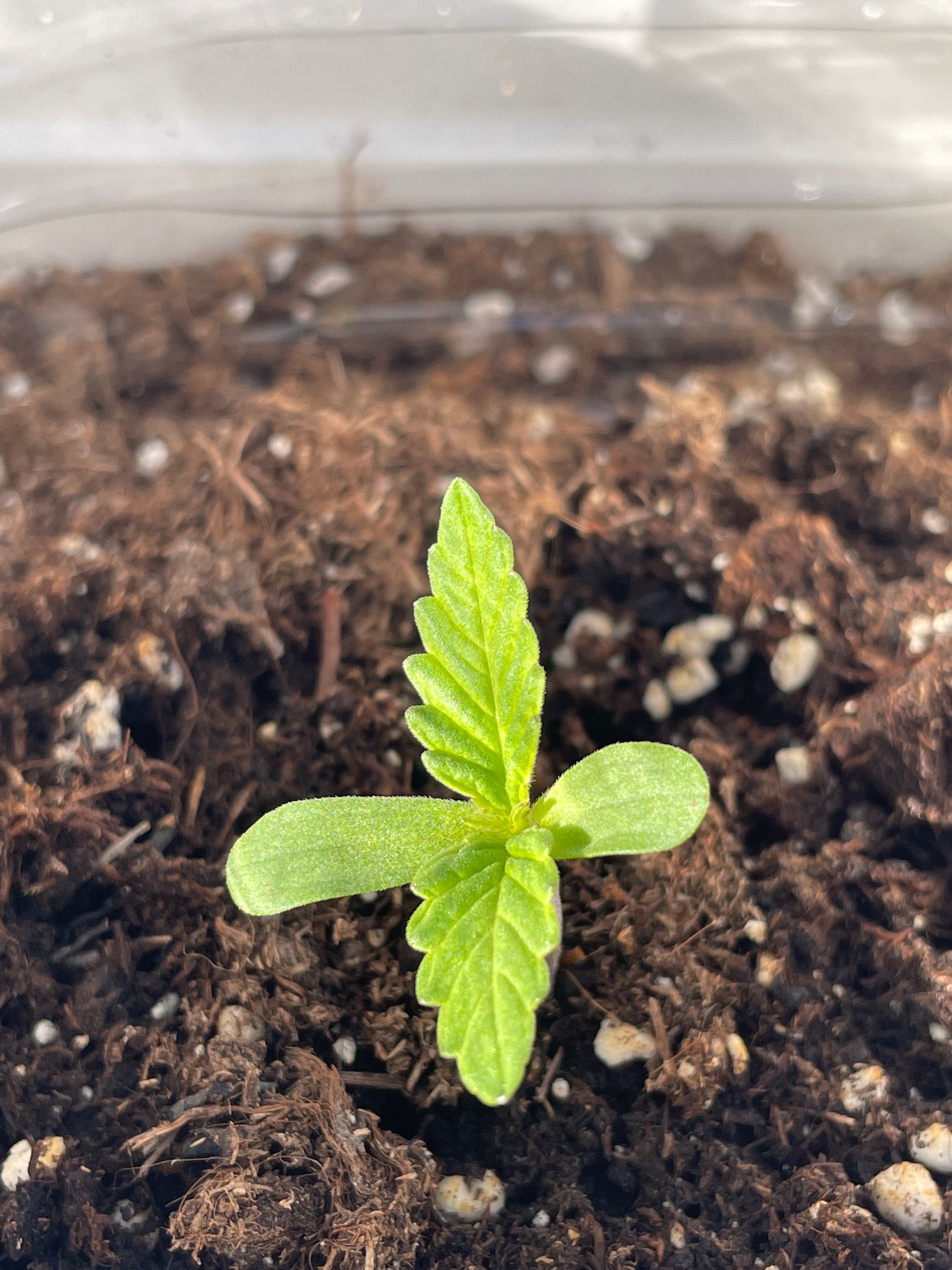 Lemon Haze Auto growlog photo 3