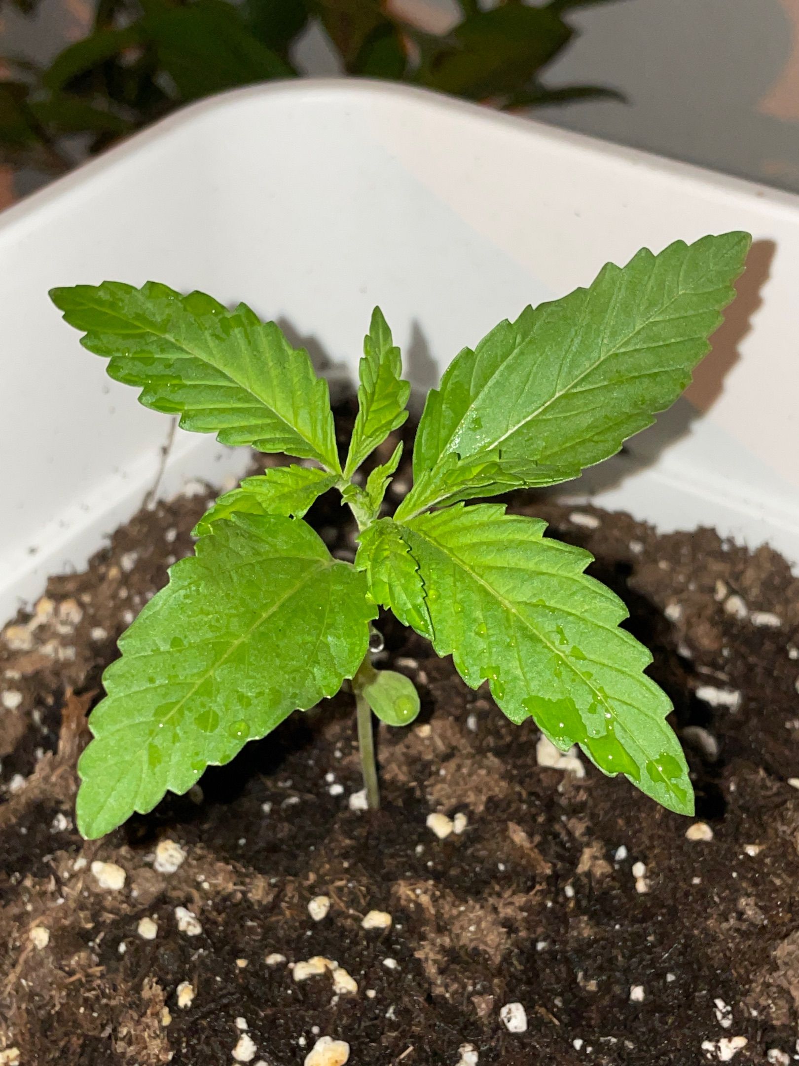 Lemon Haze Auto growlog photo 4