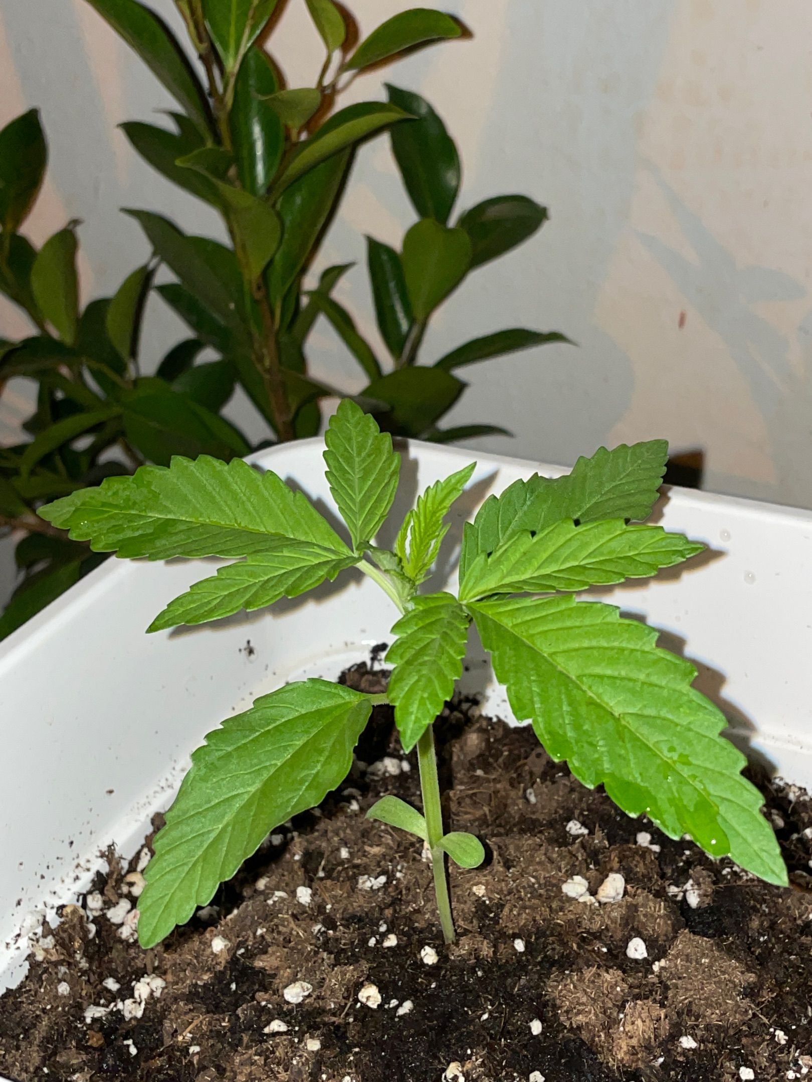 Lemon Haze Auto growlog photo 5