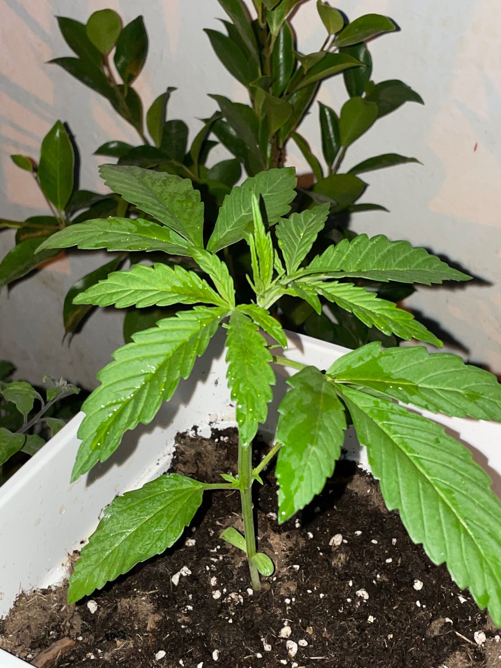 Lemon Haze Auto growlog photo 6