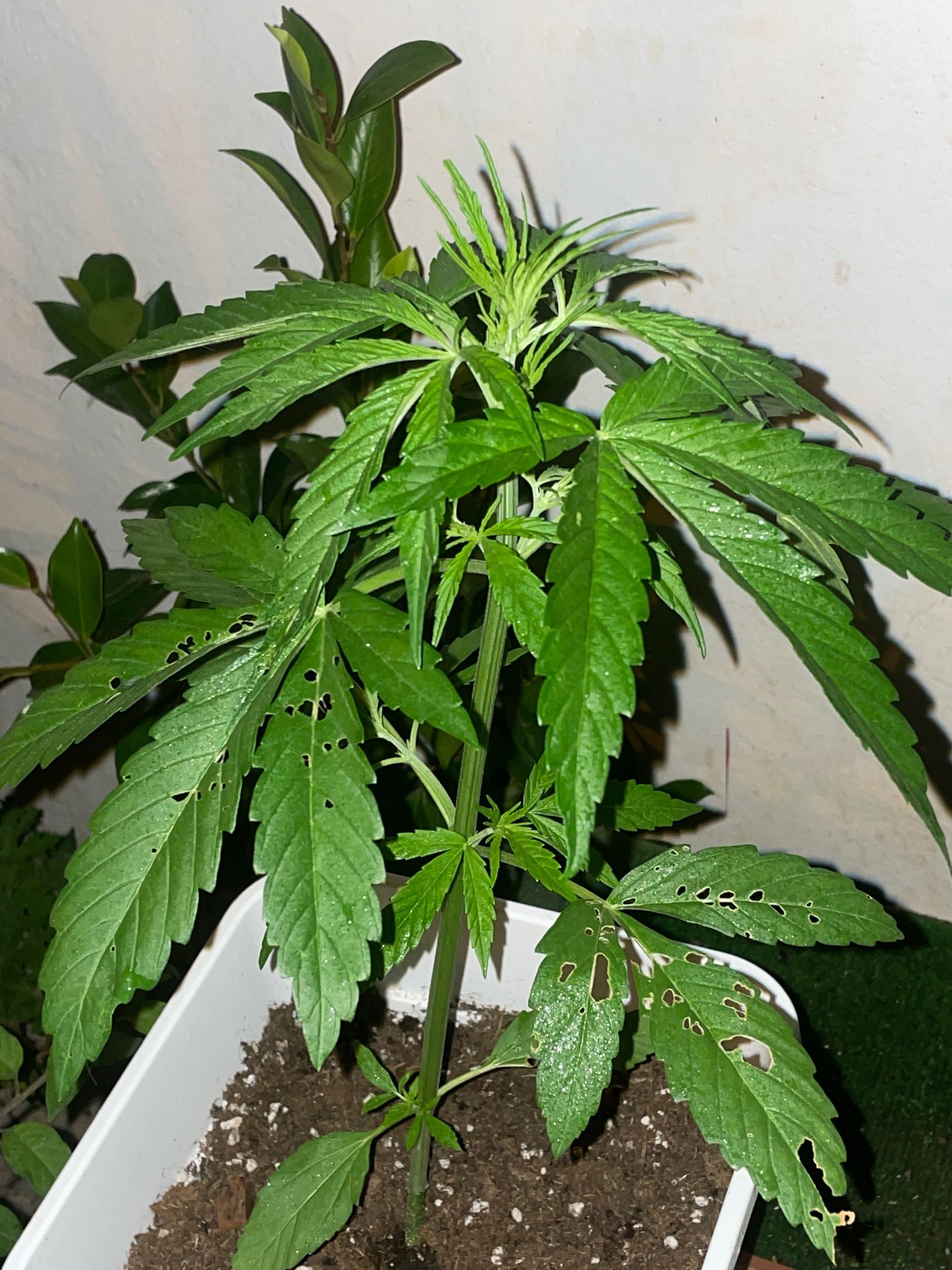 Lemon Haze Auto growlog photo 7