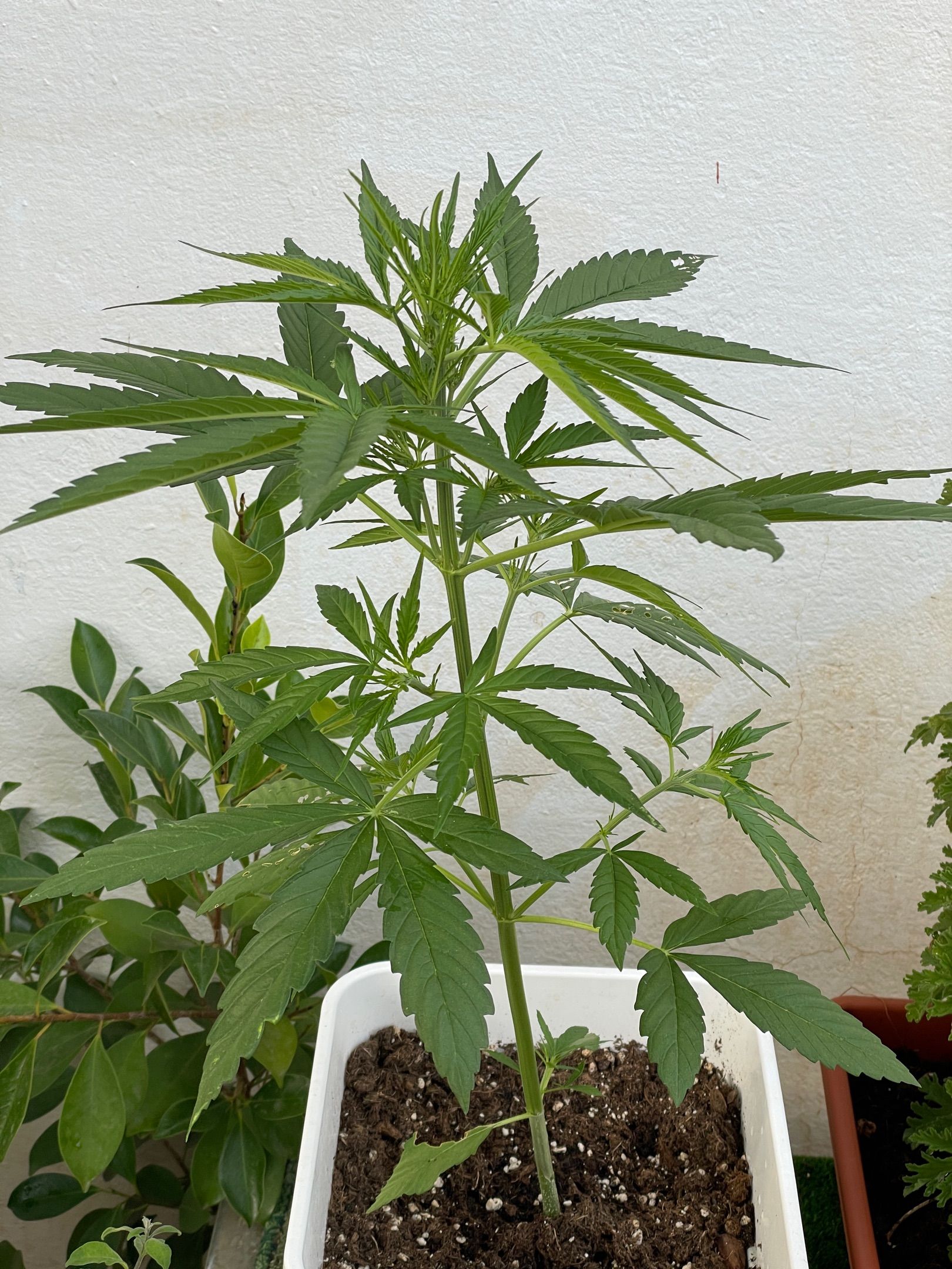 Lemon Haze Auto growlog photo 8