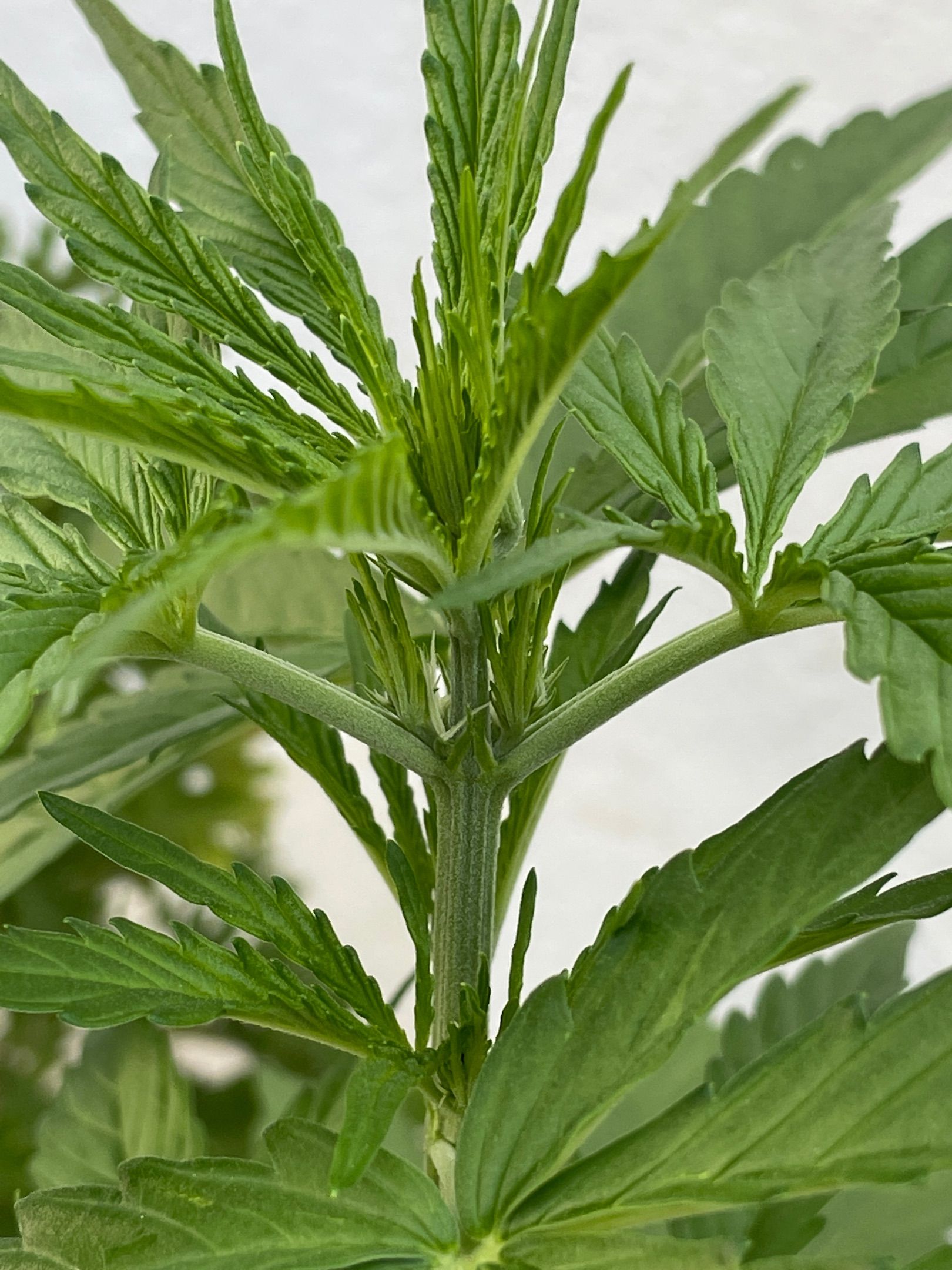 Lemon Haze Auto growlog photo 9