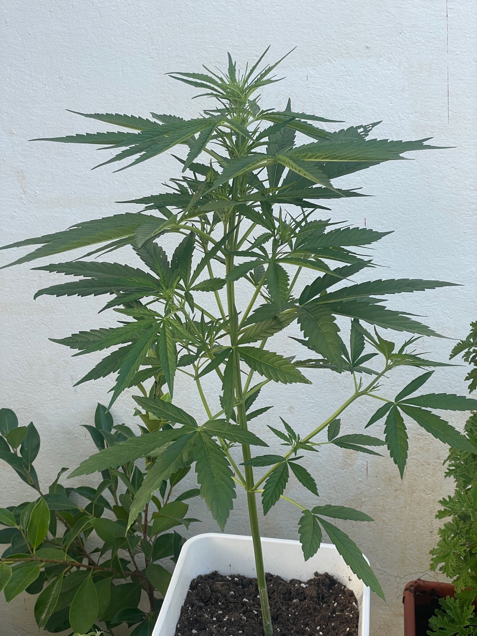 Lemon Haze Auto growlog photo 12