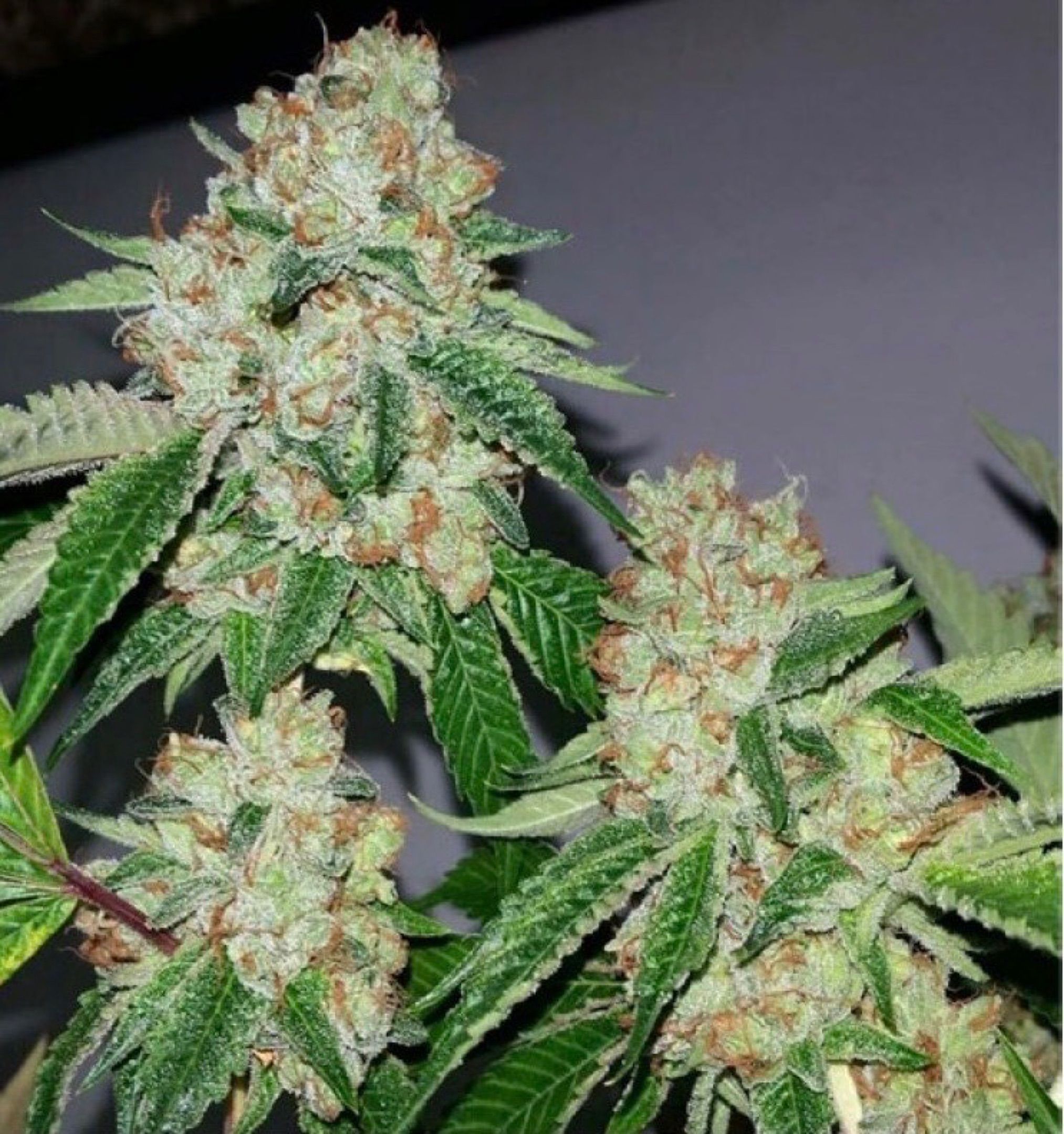 Lemon Haze Auto growlog header