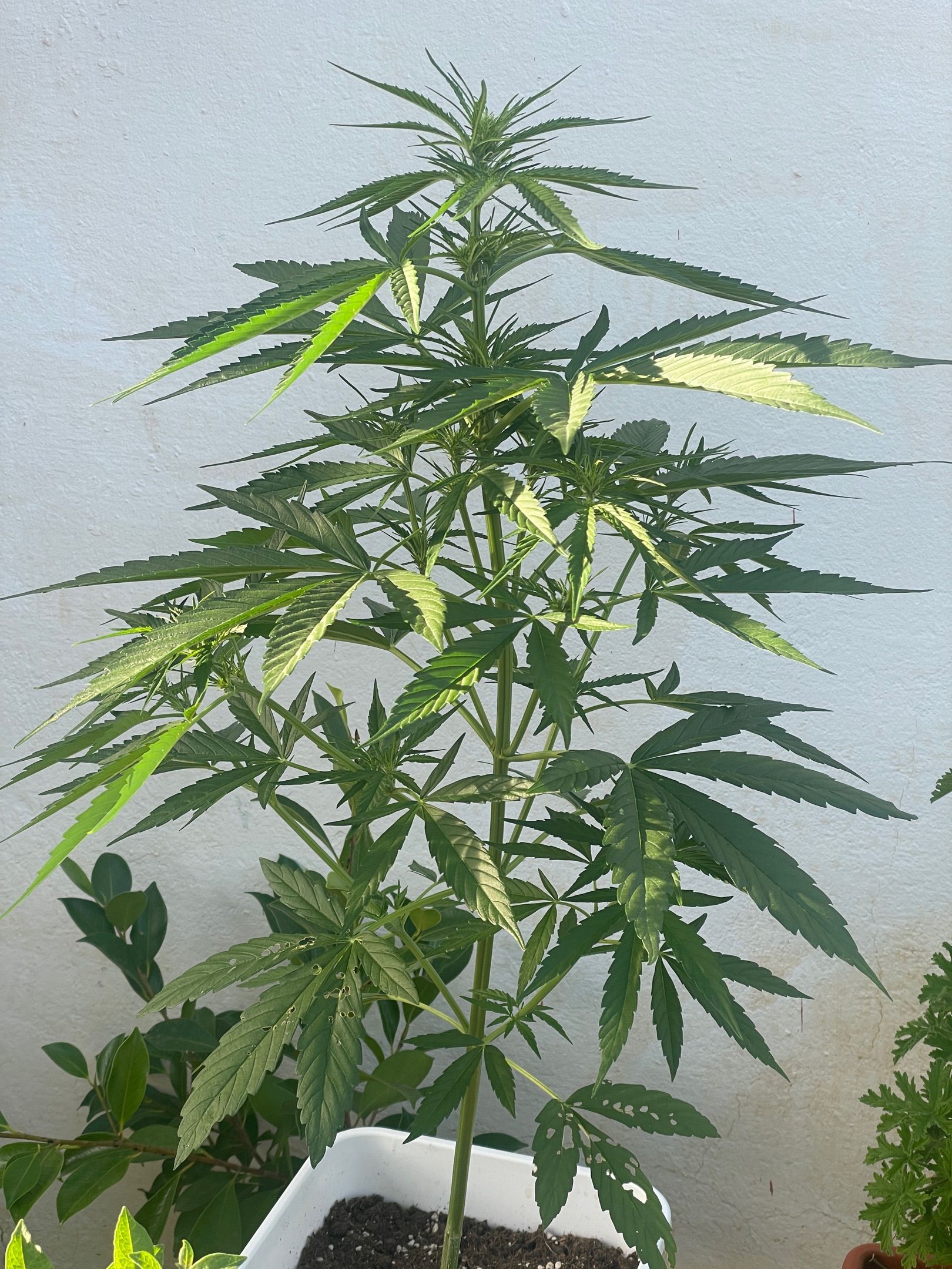 Lemon Haze Auto growlog photo 13