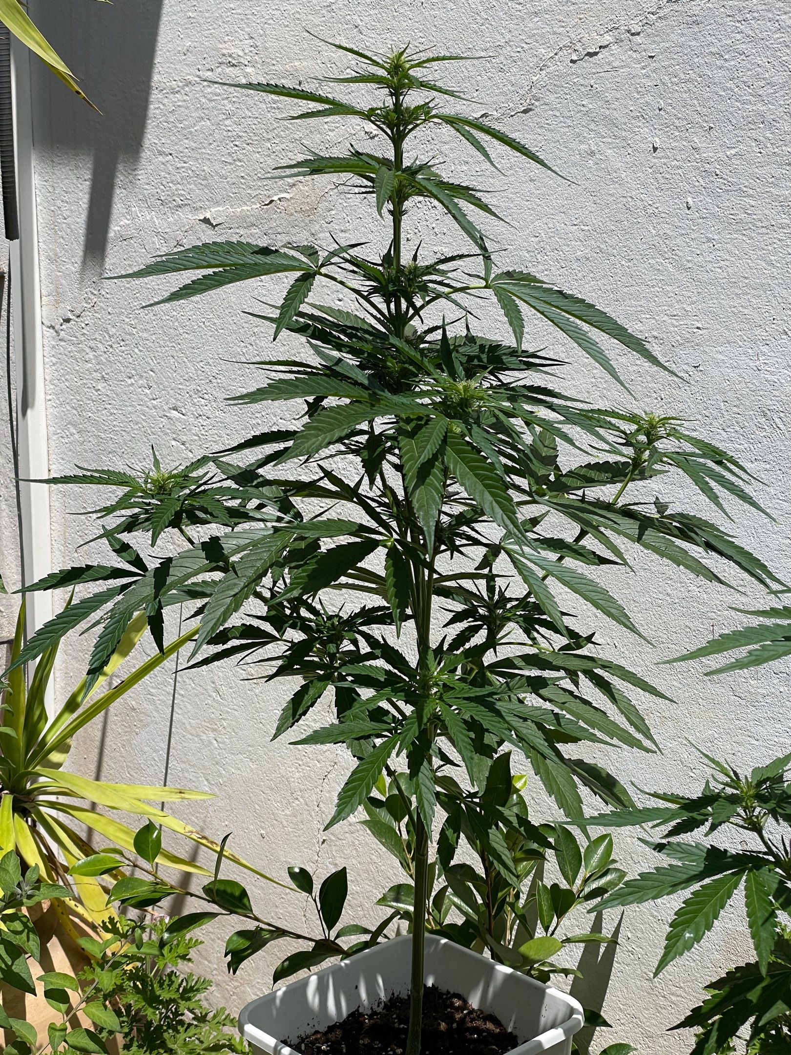 Lemon Haze Auto growlog photo 14
