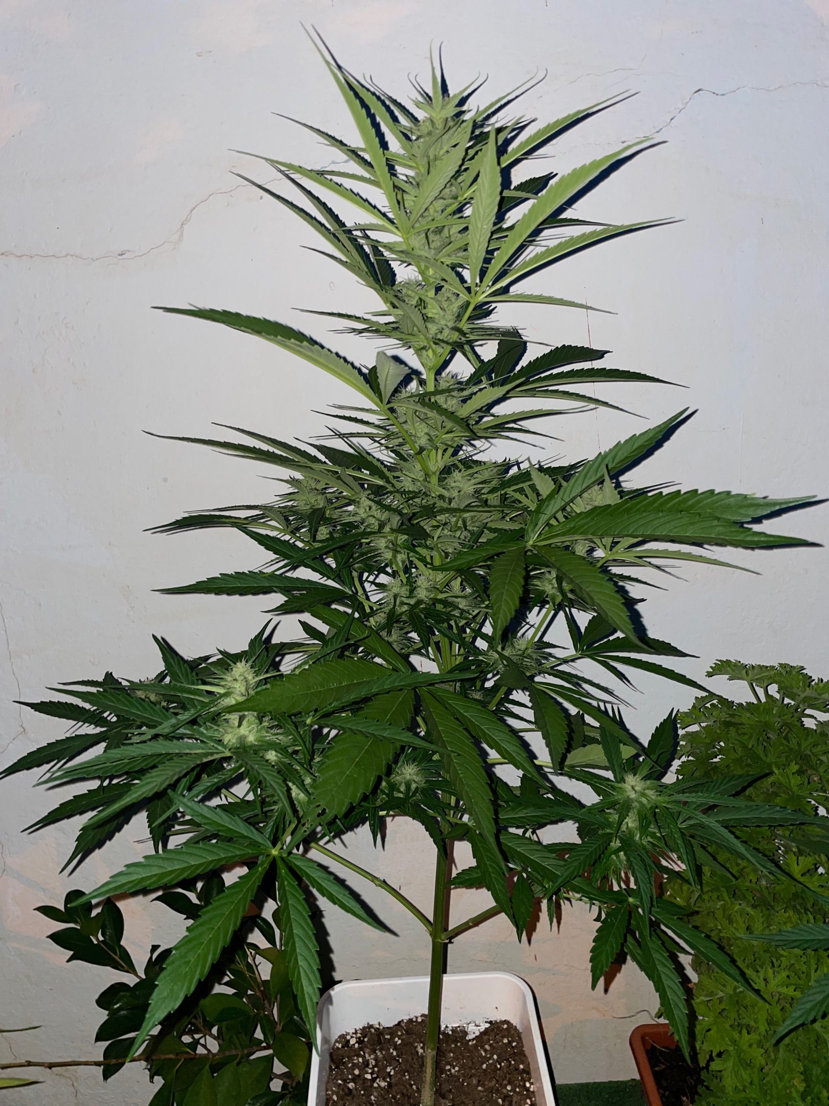 Lemon Haze Auto growlog photo 15