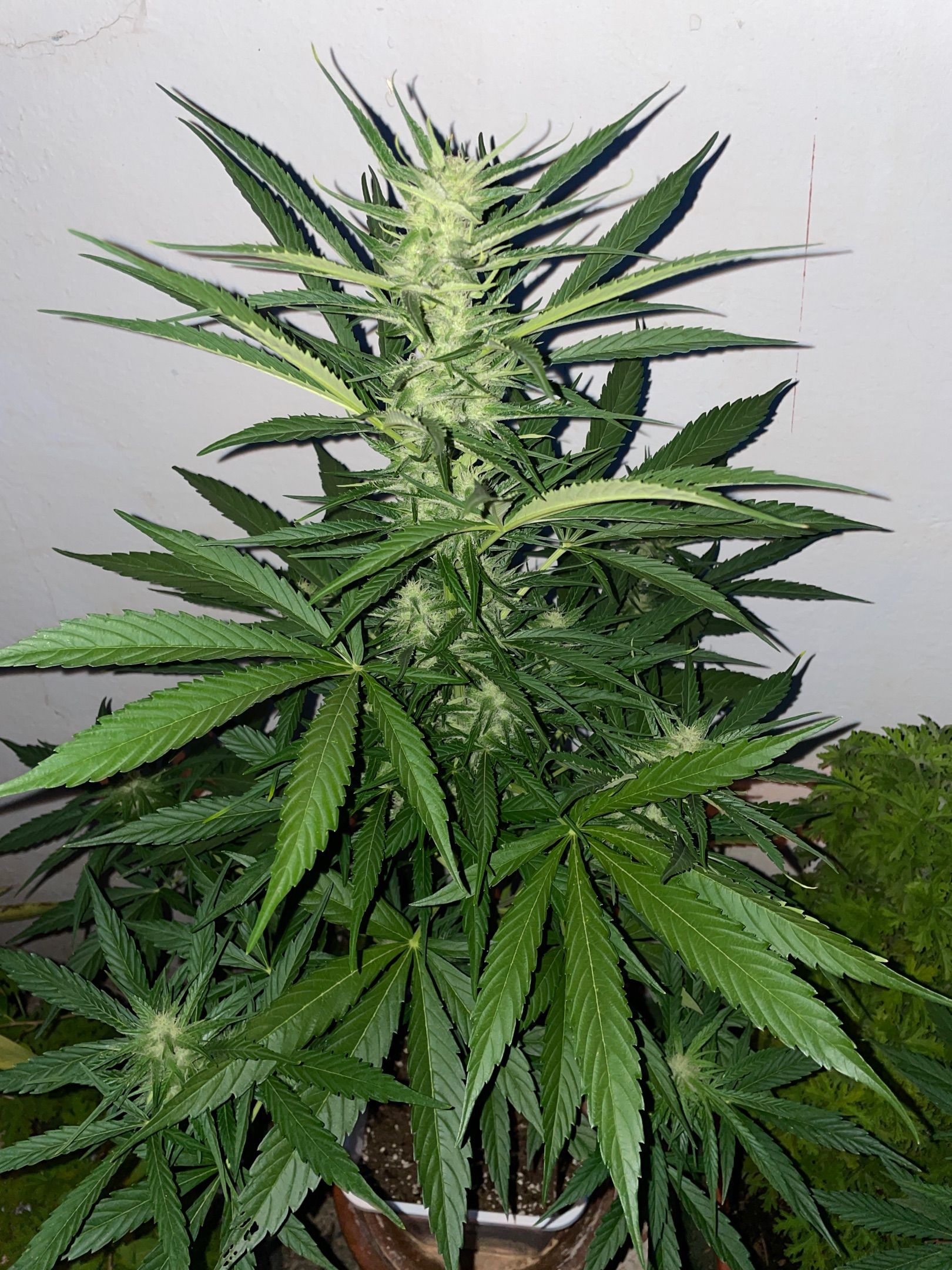 Lemon Haze Auto growlog photo 16