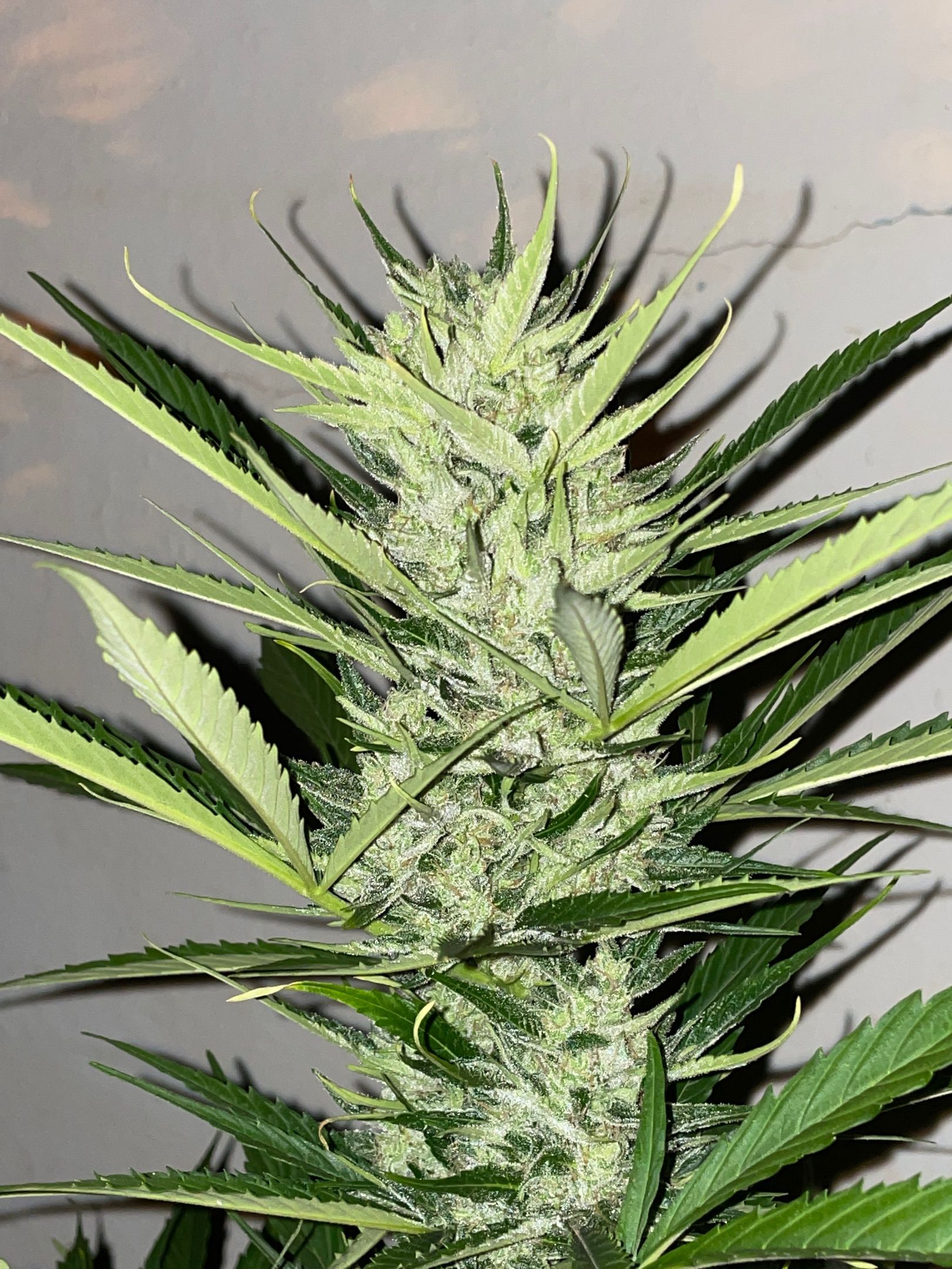 Lemon Haze Auto growlog photo 17