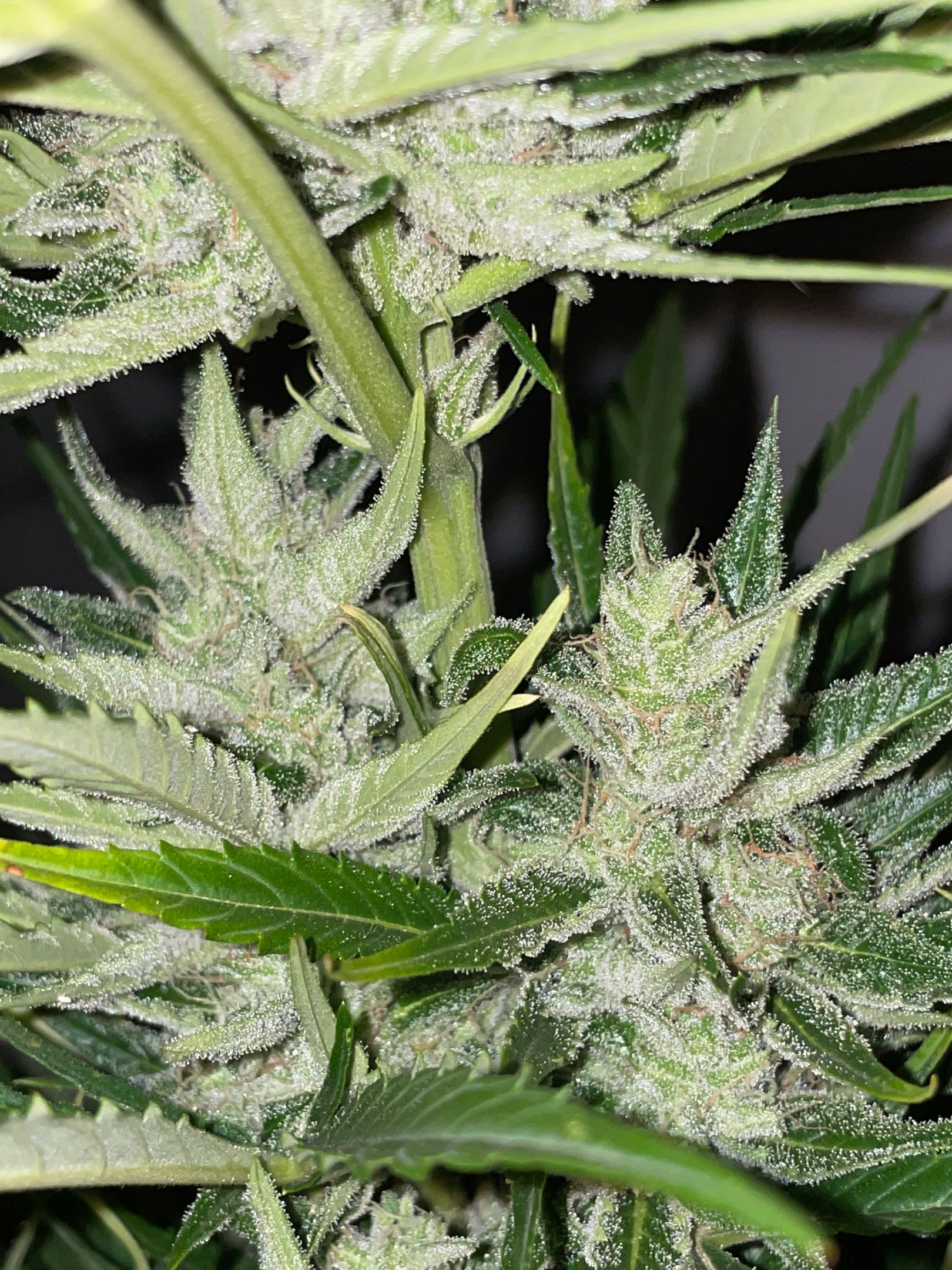 Lemon Haze Auto growlog photo 18