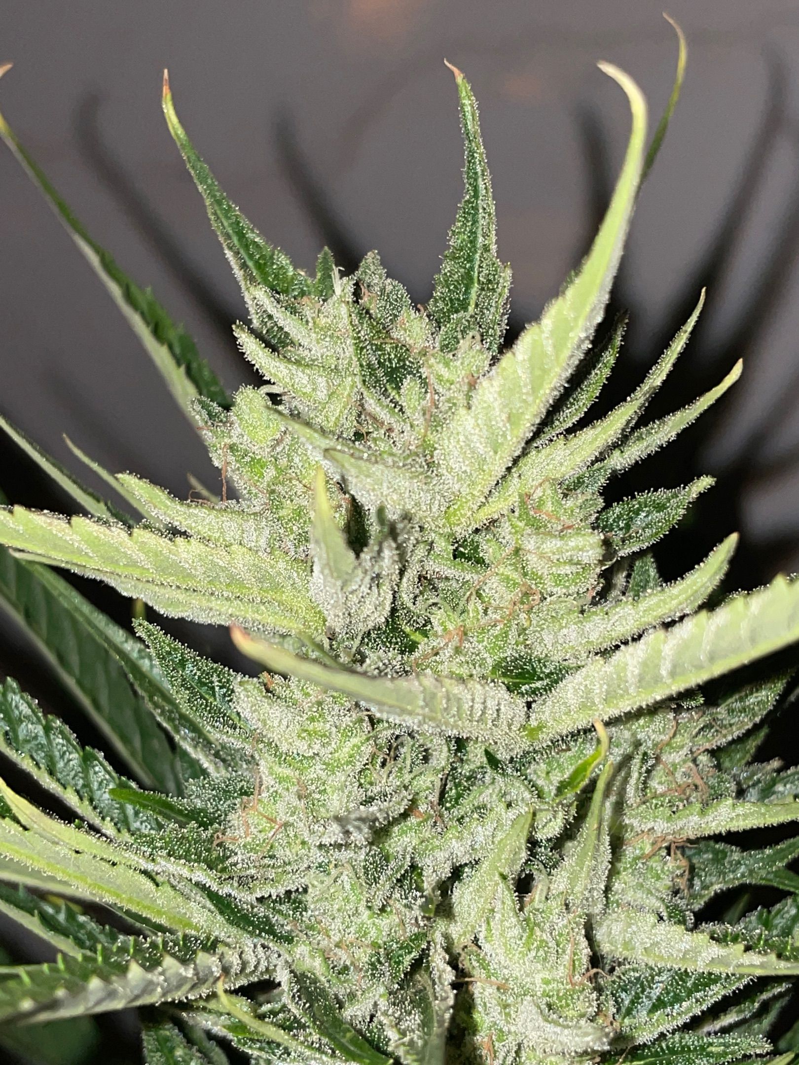 Lemon Haze Auto growlog photo 20