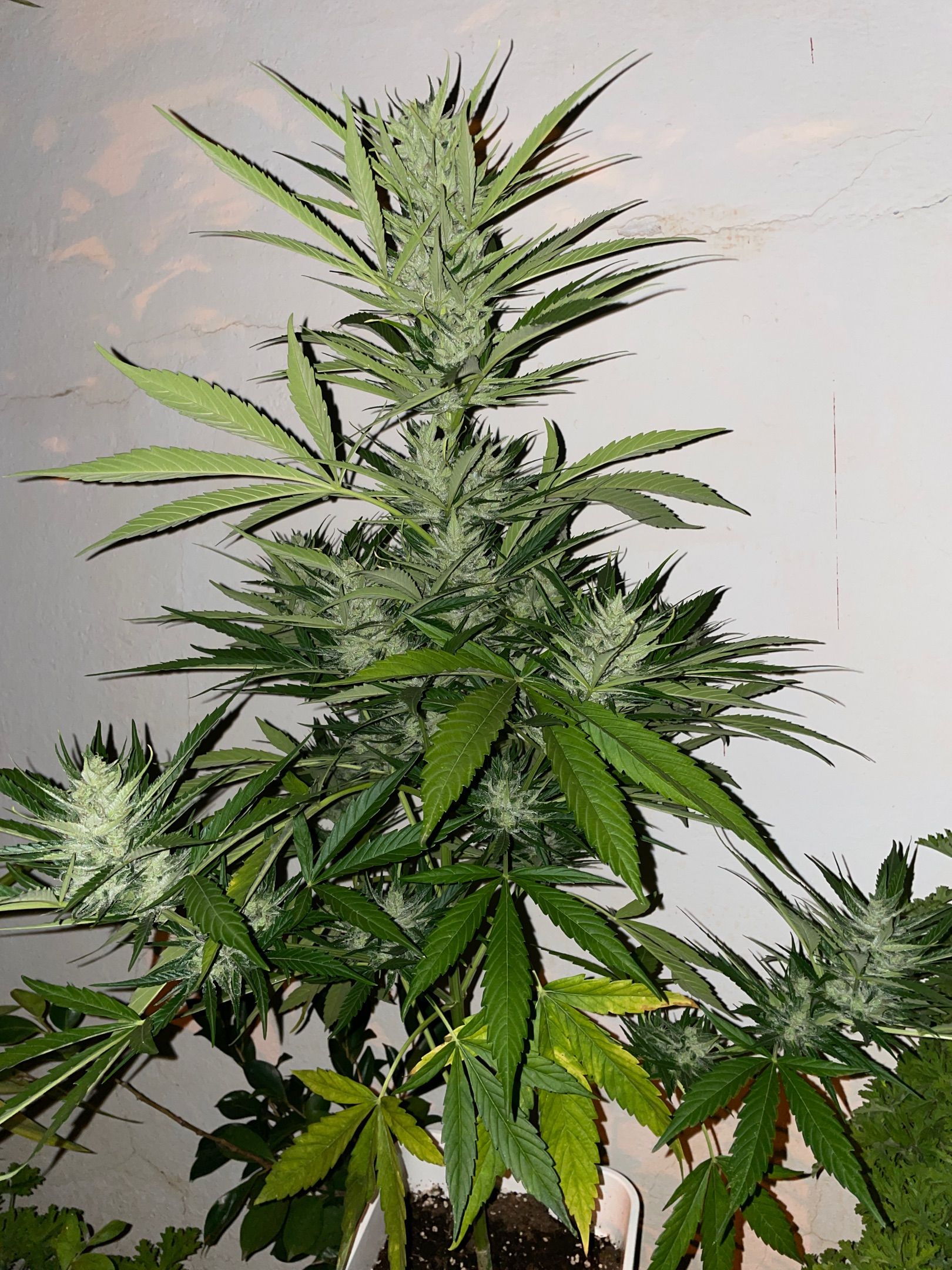 Lemon Haze Auto growlog photo 19
