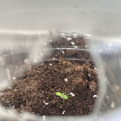 Zkittlez OG auto growlog timeline photo