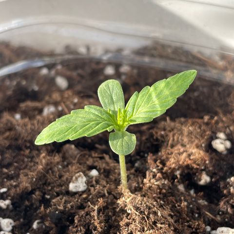 Zkittlez OG auto growlog timeline photo