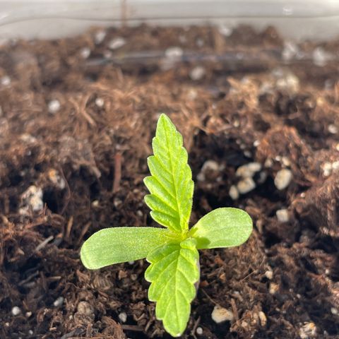 Lemon Haze Auto growlog photo