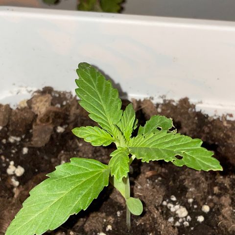 Zkittlez OG auto growlog timeline photo