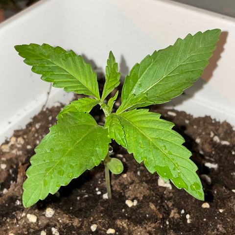 Lemon Haze Auto growlog photo
