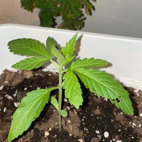 Zkittlez OG auto growlog timeline photo