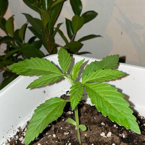 Lemon Haze Auto growlog photo