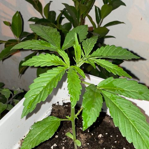 Lemon Haze Auto growlog timeline photo