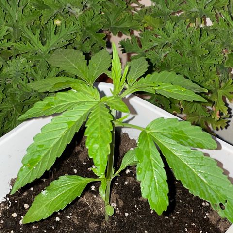 Zkittlez OG auto growlog timeline photo