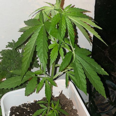 Zkittlez OG auto growlog timeline photo